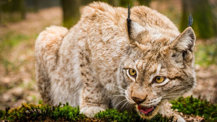 Река Суринь