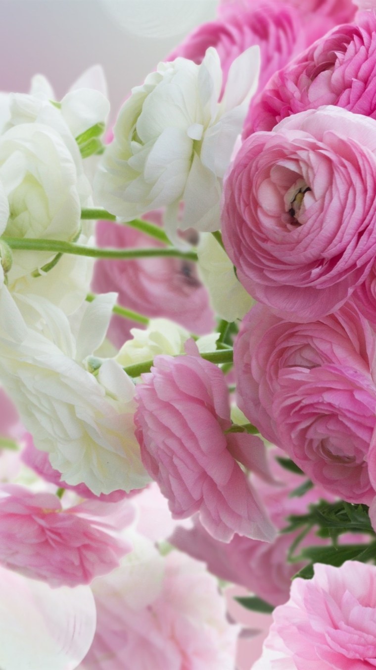 Заставки на экран блокировки цветы