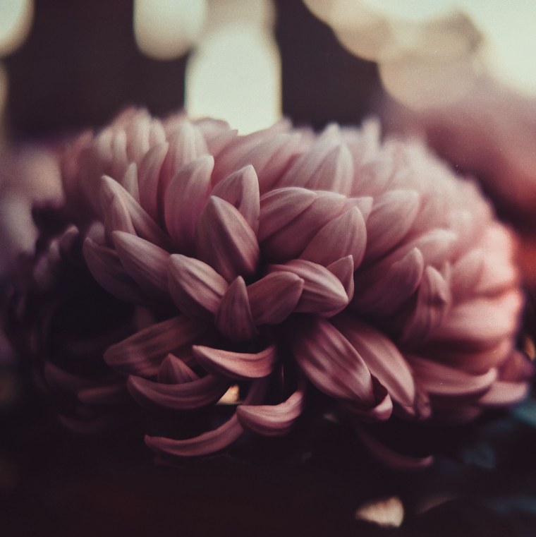 Цветы Минимализм