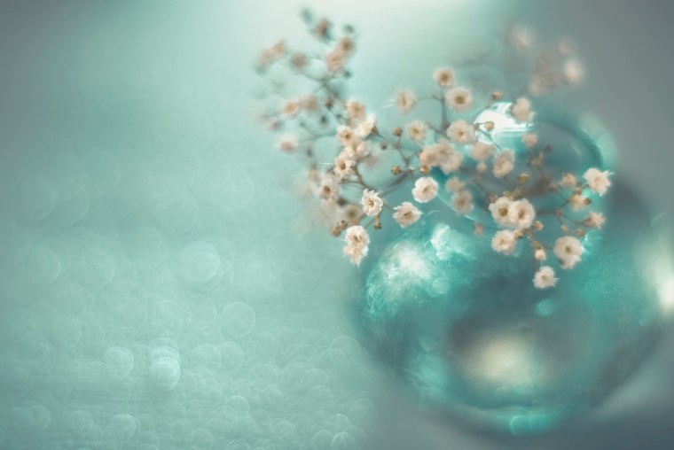 Гортензия на темном фоне