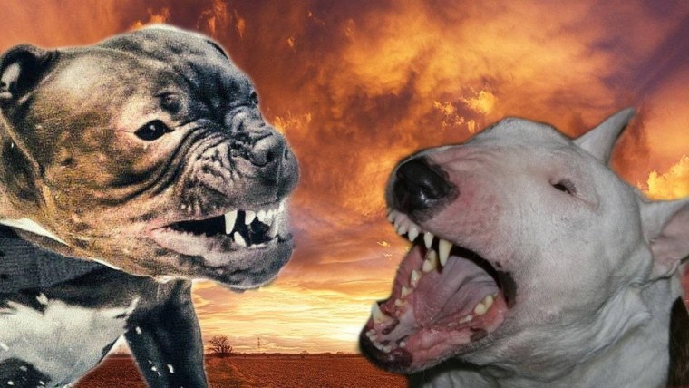 Стаффордширский терьер в атаке