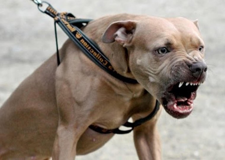 Стаффордширский терьер убийца