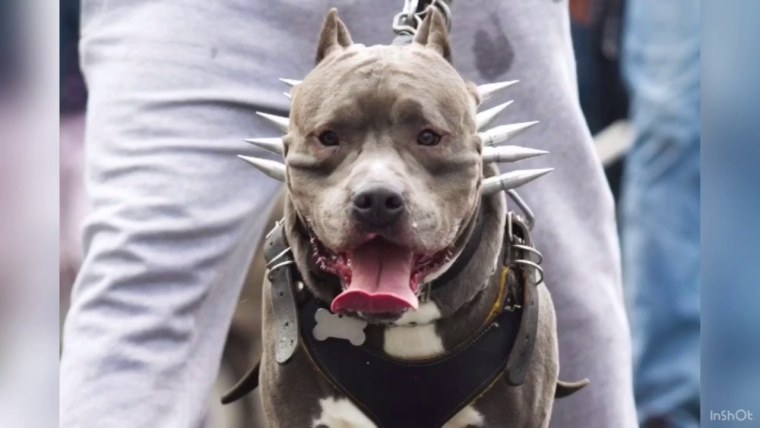 Стаффордширский терьер лает