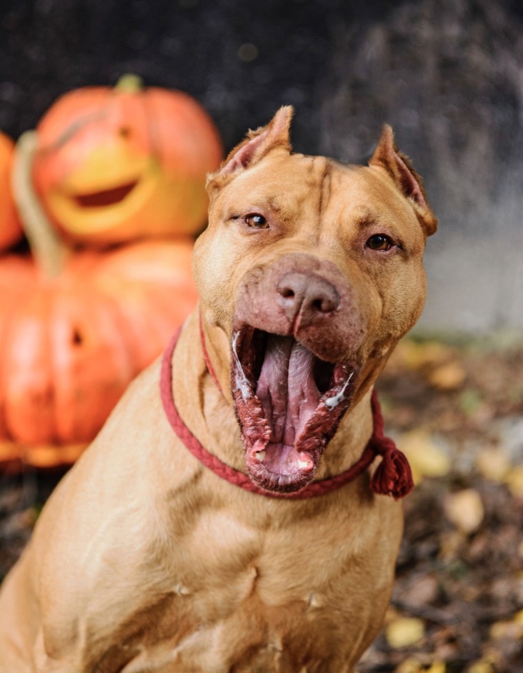 Питбуль агрессивный