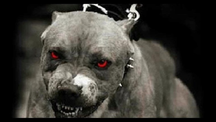 Собака питбультерьер злой