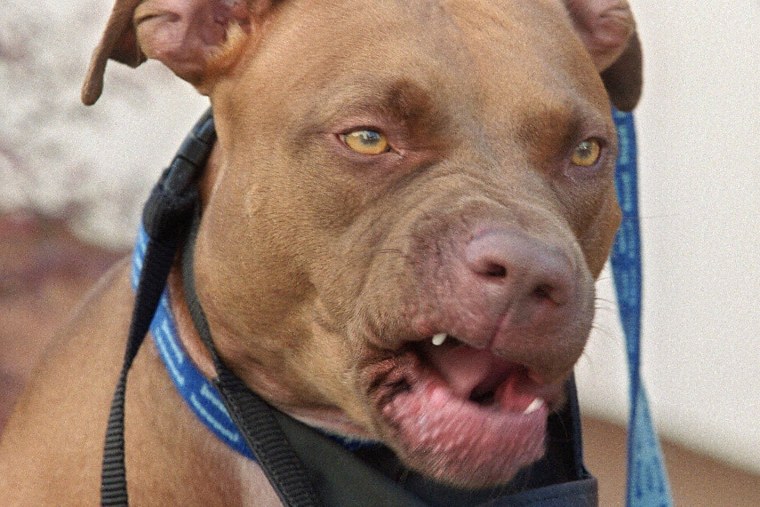 Американский стаффордширский терьер злой
