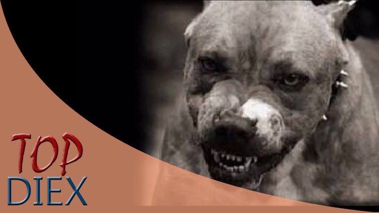 Стаффордширский терьер опасный