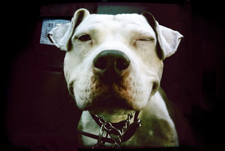 Бойцовские собаки на тренировке