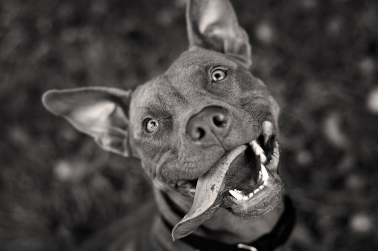 Кане Корсо и питбуль