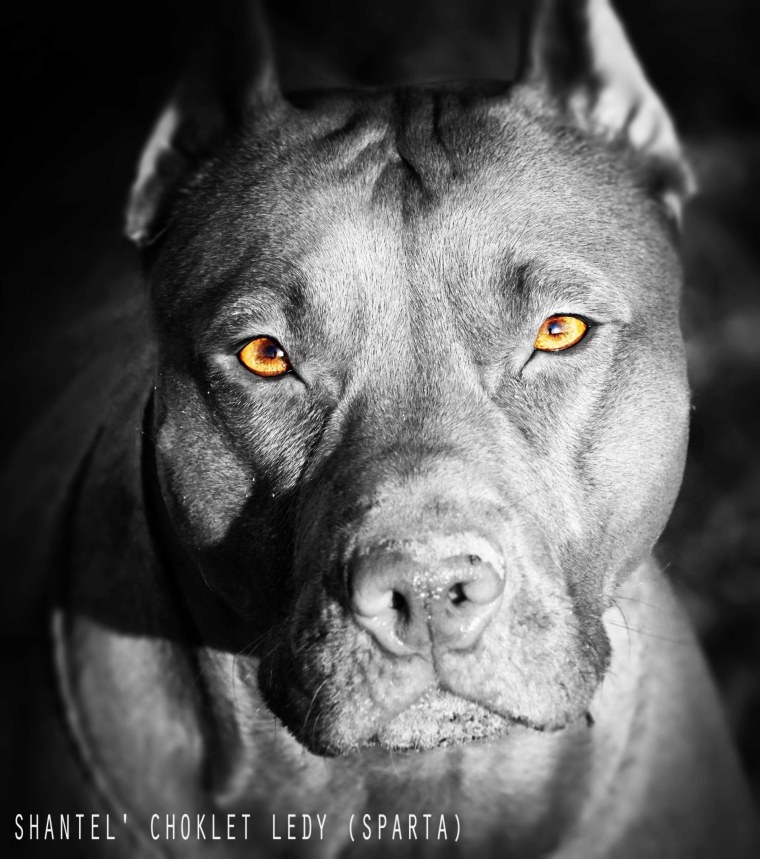 Оскал питбуля