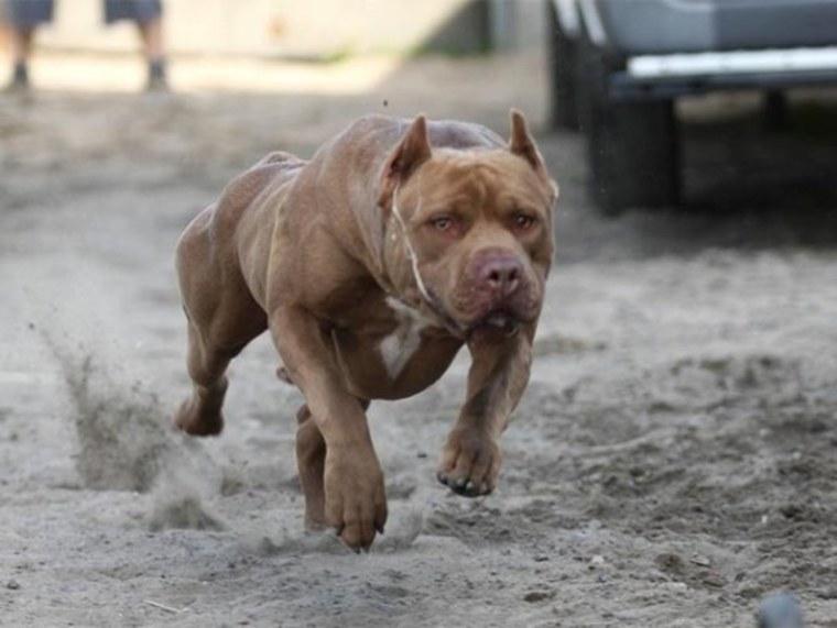 Американский питбультерьер