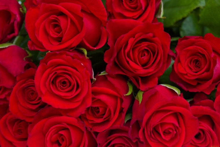 Розовые розы