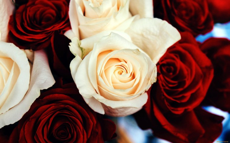 Пионовидная роза персиковая