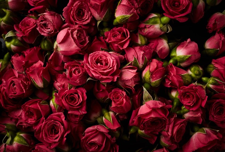 Розовые розы