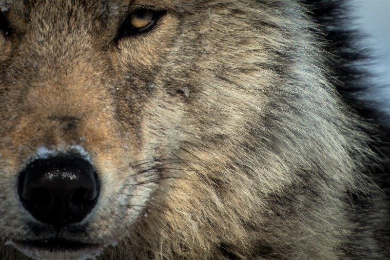 Красивая морда волка