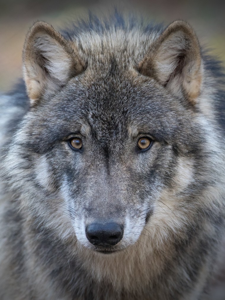 Морда волка анфас