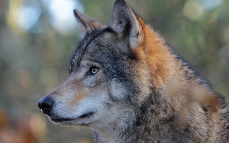 Волк canis Lupus морда
