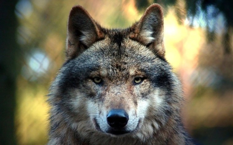 Волк это хищник санитар леса