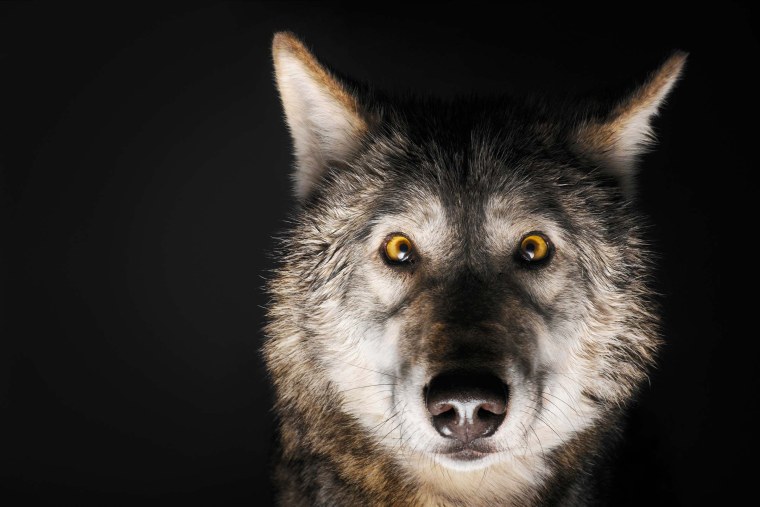 Добрый волк