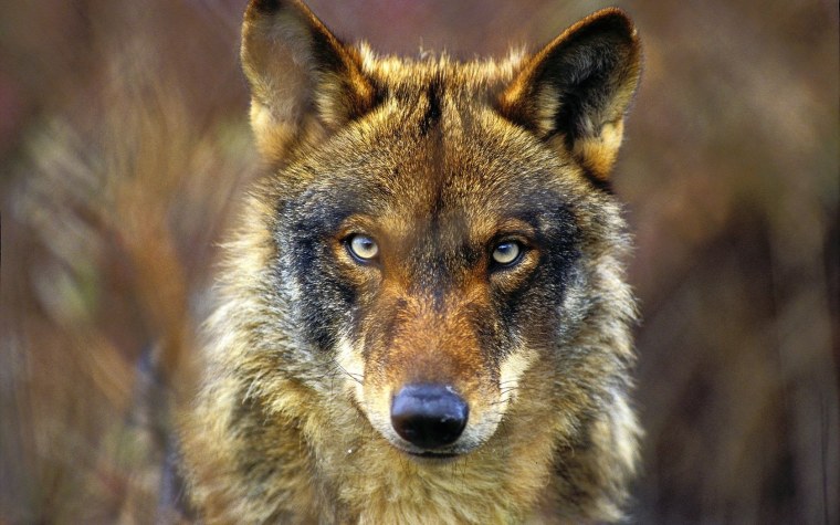 Морда волка оскал