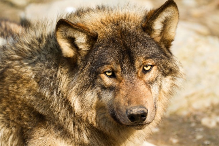 Макензенский волк