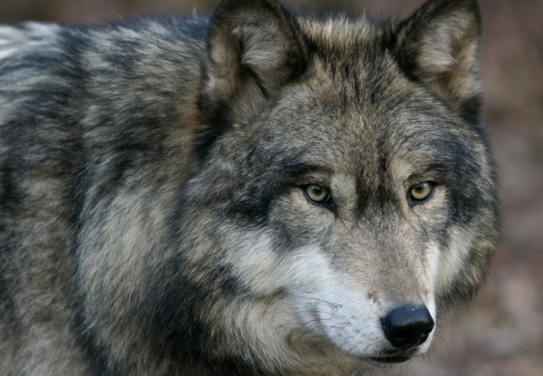 Красивая морда волка