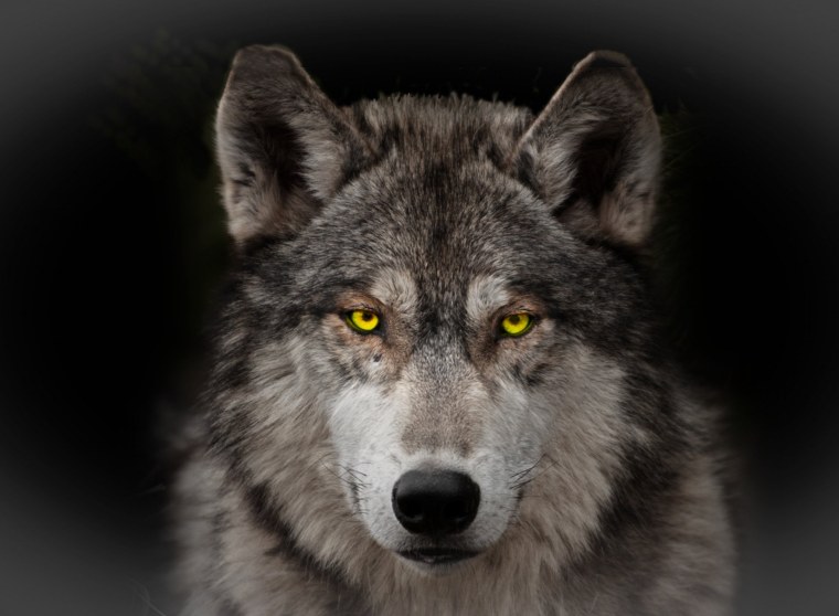 Голова волка сбоку