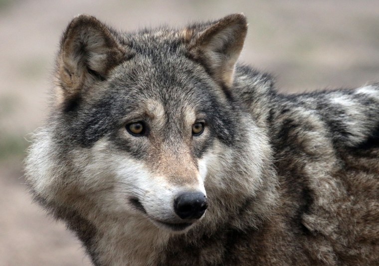 Гордый волк