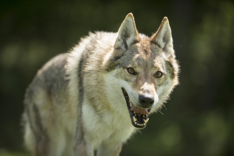 Волк красавец