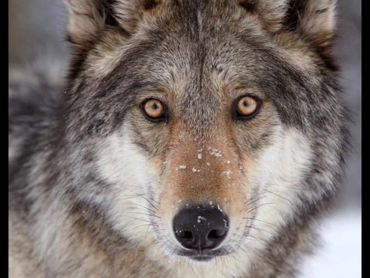 Злой волк обои