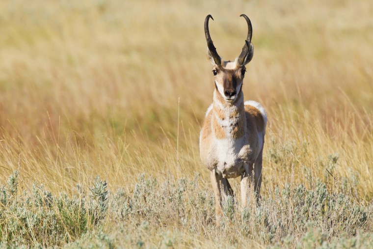 Антилопа вилорог стадо