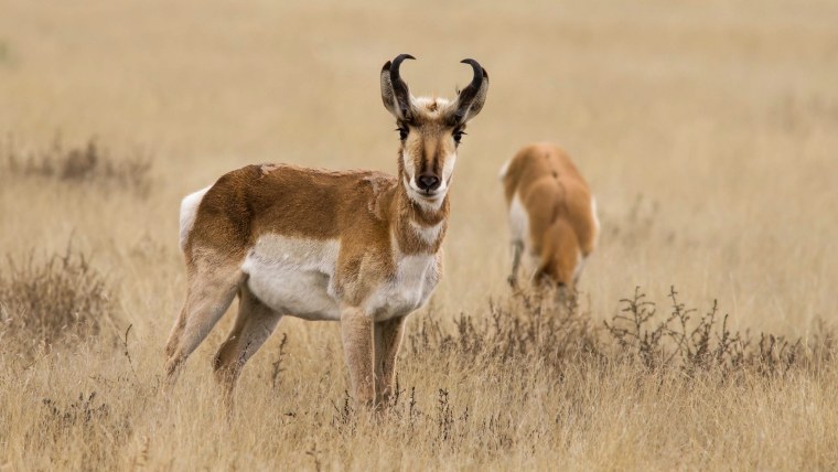 Антилопа вилорог