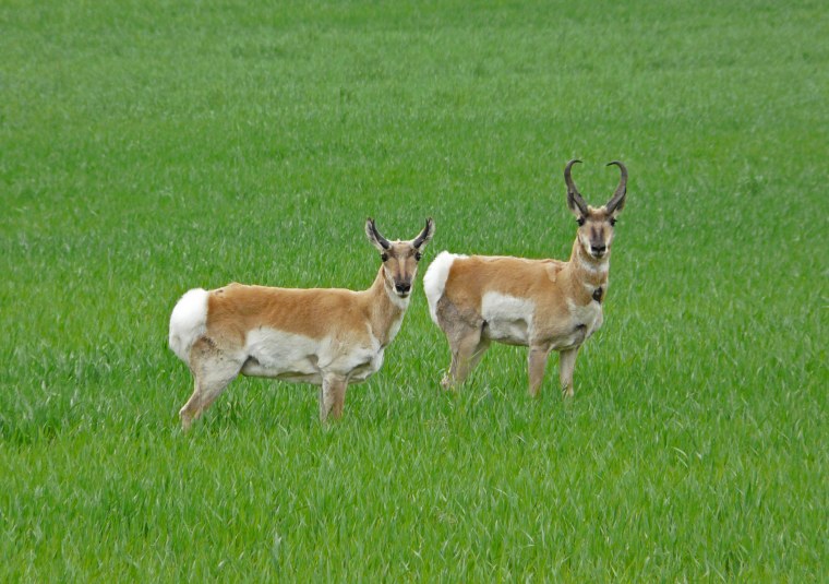 Орикс Бейза