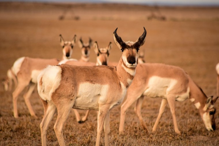 Орегон Pronghorn