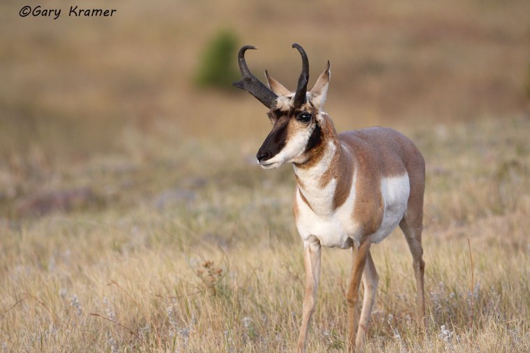 Йеллоустоун вилорог