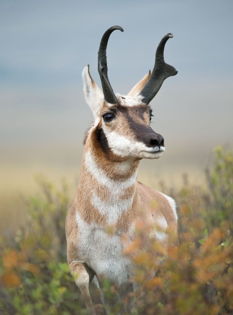 Вилорог Северная Америка