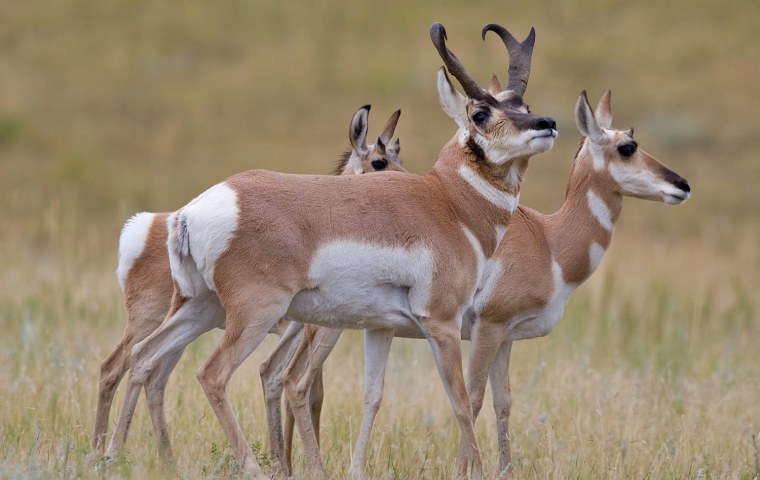 Антилопа вилорог