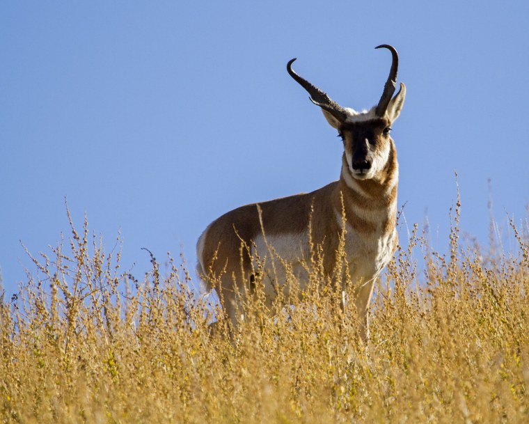 Вилорогая антилопа Северной Америки