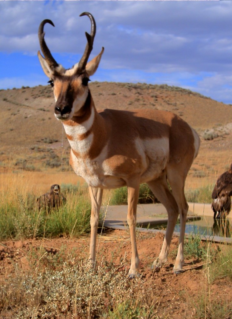Вилорог Северная Америка