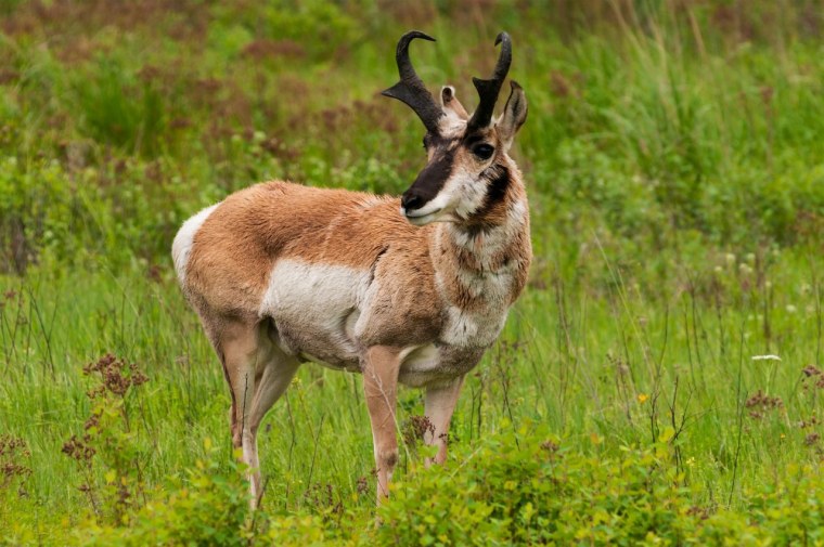 Вилорог (Antilocapra Americana),
