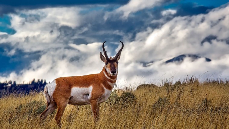 Олень вилорог
