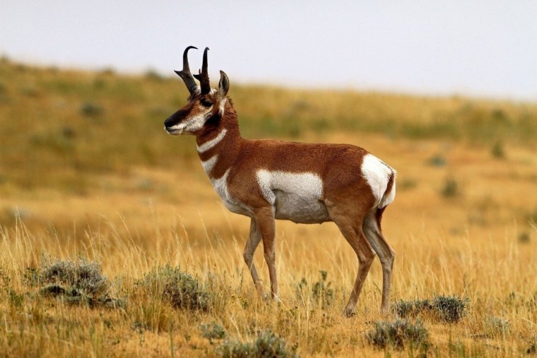 Антилопа вилорог