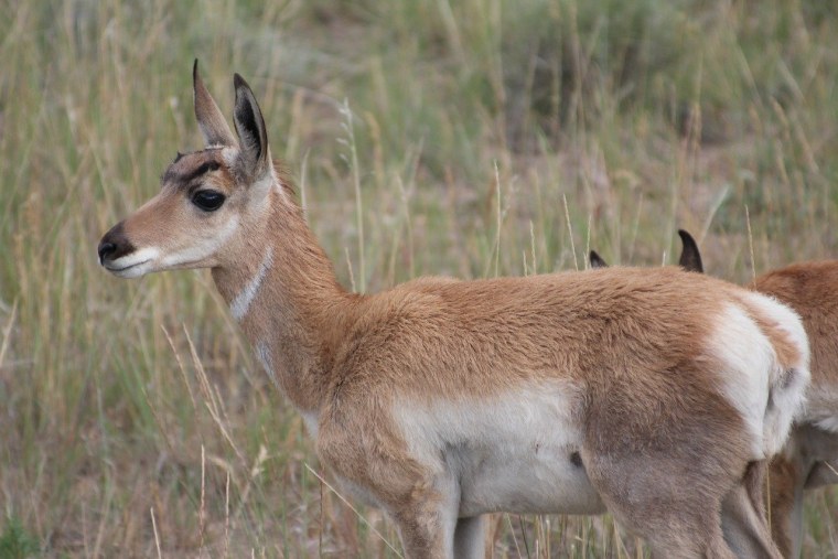 Орегон Pronghorn