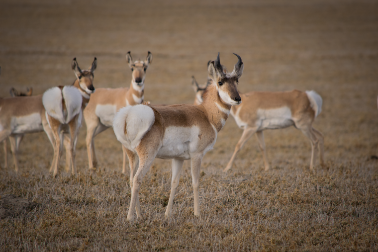 Антилопа вилорог