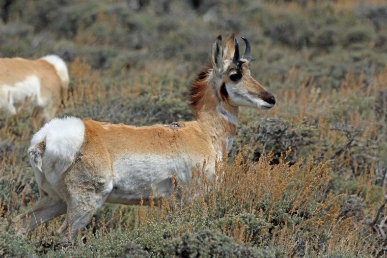 Вилорогая антилопа