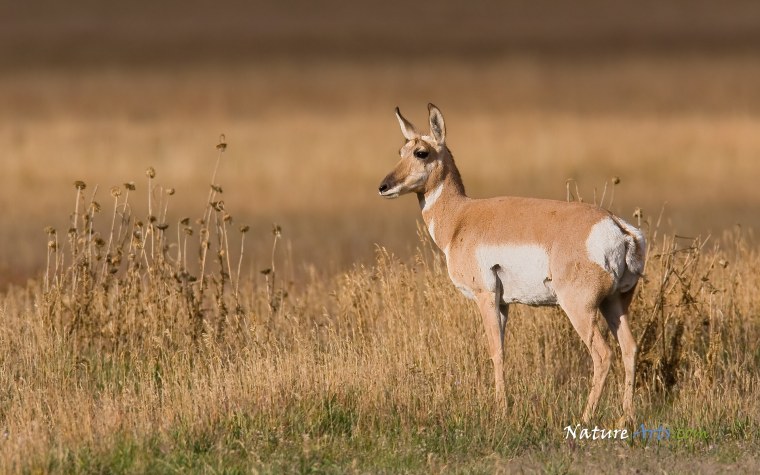Вилорог самка