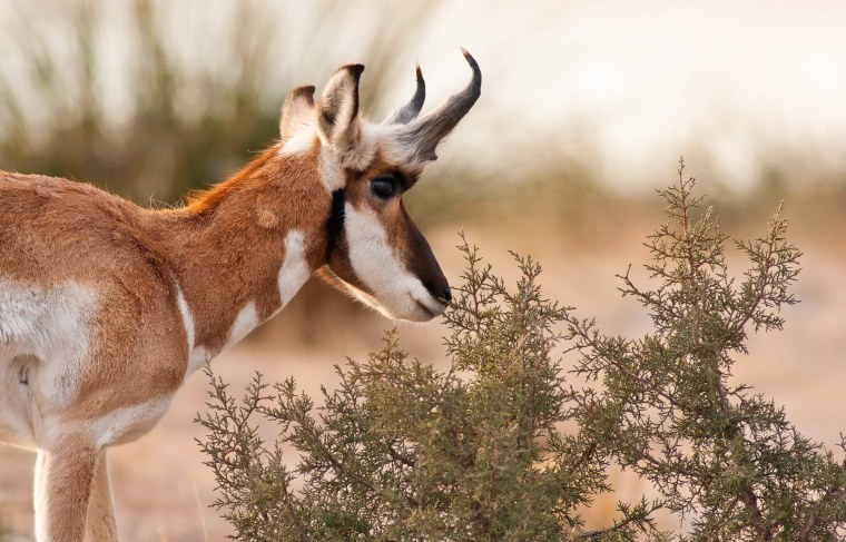 Антилопа вилорог Мексика