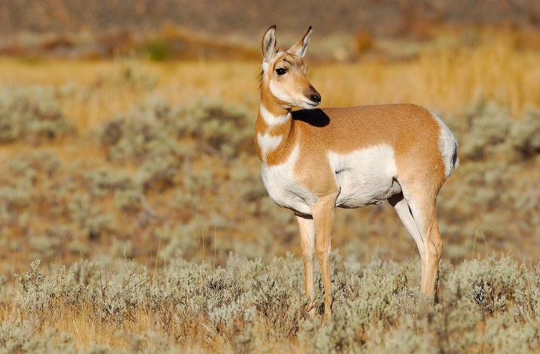 Вилорог (Antilocapra Americana),