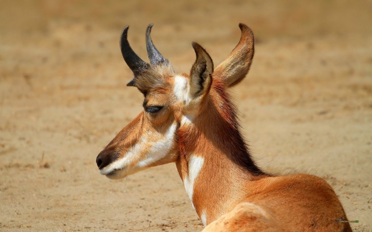 Вилорог Северная Америка