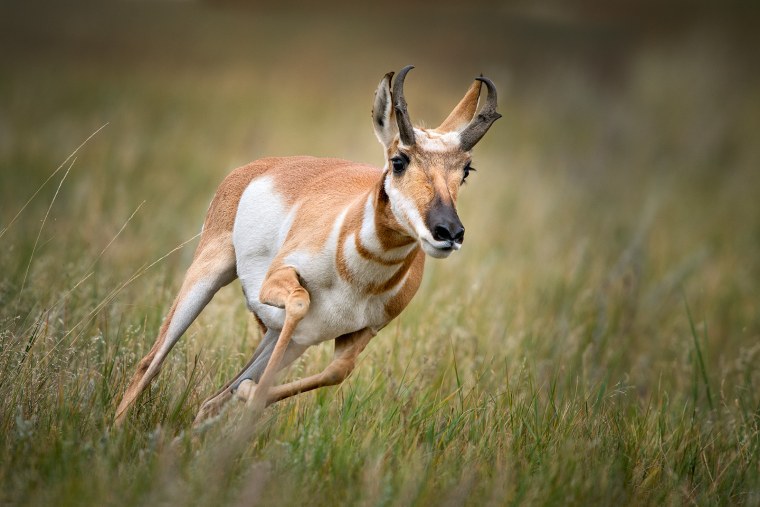 Антилопа вилорог Северная Америка